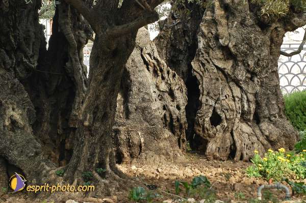 Nom de l'image : D1201084-1 — Description :  Voyage en Terre Sainte avec Jeunesse Lumière