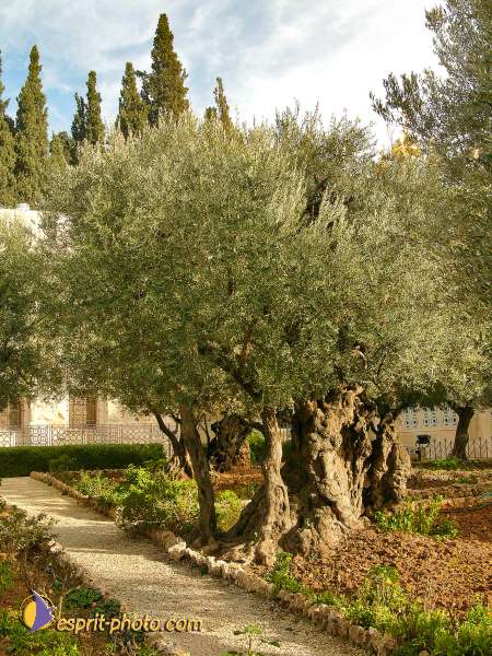 Nom de l'image : L1030352-1 — Description :  Voyage en Terre Sainte avec Jeunesse Lumière