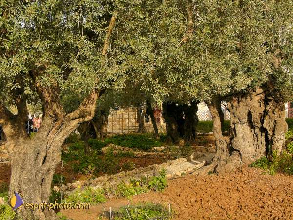 Nom de l'image : L1030354-1 — Description :  Voyage en Terre Sainte avec Jeunesse Lumière