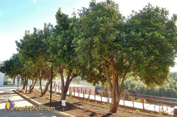 Nom de l'image : D1201610-1 — Description :  Voyage en Terre Sainte avec Jeunesse Lumière