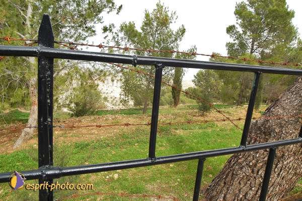 Bethleem Champ Des Bergers