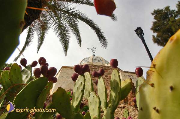 Nom de l'image : D1203184-1 — Description :  Voyage en Terre Sainte avec Jeunesse Lumière