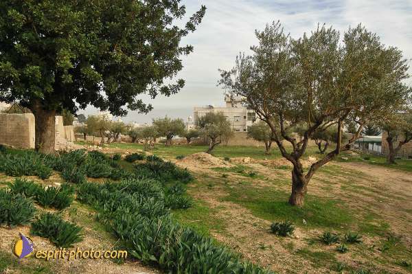 Nom de l'image : D1203560-1 — Description :  Voyage en Terre Sainte avec Jeunesse Lumière