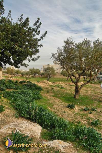 Nom de l'image : D1203561-1 — Description :  Voyage en Terre Sainte avec Jeunesse Lumière