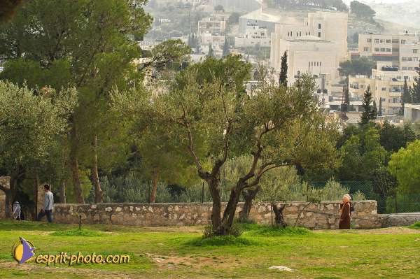 Nom de l'image : D1203663-1 — Description :  Voyage en Terre Sainte avec Jeunesse Lumière