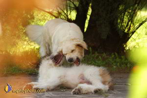 Nom de l'image : D1181225-1 — Description :  Ecole de danse Classique( Ballet) de Liliana COSI et Marinel STE