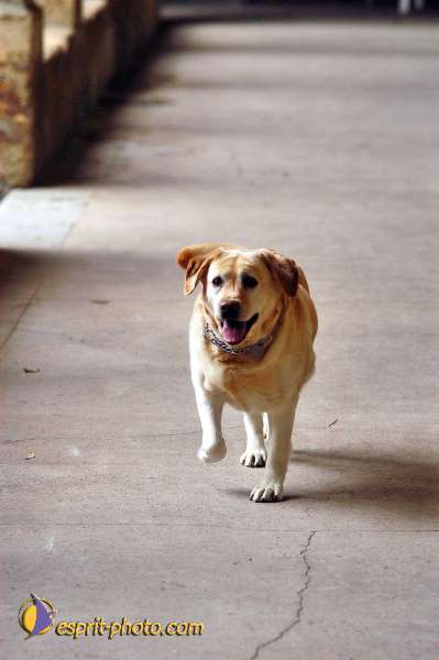 Nom de l'image : 132D1206923-1 — Description :  Maison de Retrait St Lazar à AUTUN (Bourgogne)
