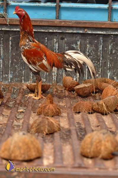 Nom de l'image : D2090602_1 — Description :  Enfants du Mékong