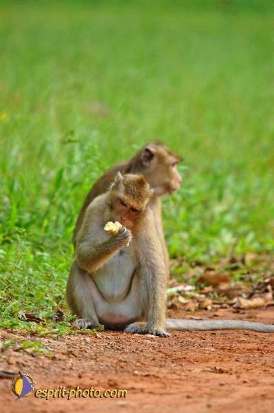 Nom de l'image : D2100874_1 — Description :