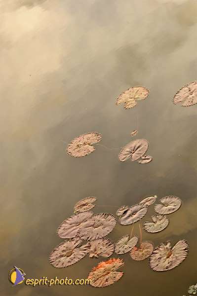 Nom de l'image : D2101012_1 — Description :