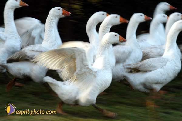 Nom de l'image : D1107359-01 — Description :