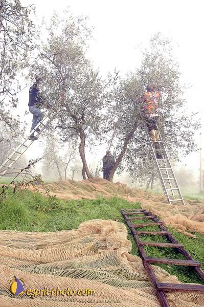 Nom de l'image : D1087036-01 — Description :