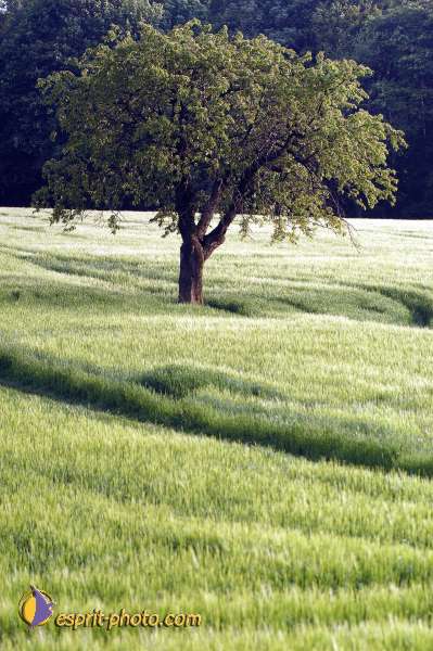 Nom de l'image : D1133256-nef-01 — Description :