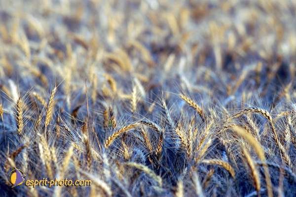 Nom de l'image : D1150716-01 — Description :