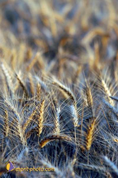 Nom de l'image : D1150720-01 — Description :