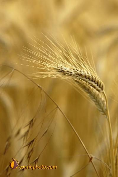 Nom de l'image : D2027417-1 — Description :