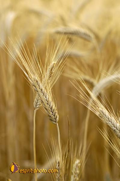 Nom de l'image : D2027432-1 — Description :