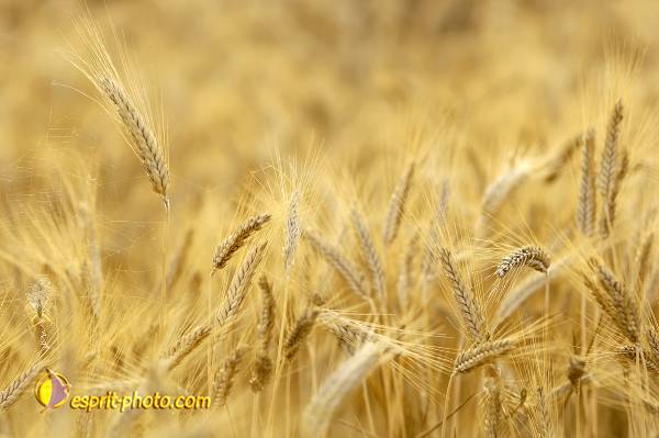 Nom de l'image : D2027454-1 — Description :