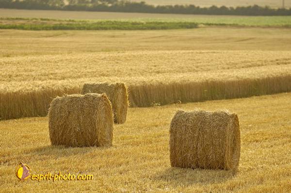 Nom de l'image : D2027476-1 — Description :