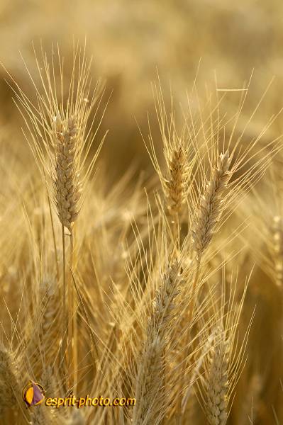 Nom de l'image : D2027518-1 — Description :