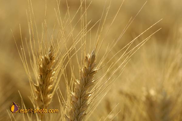 Nom de l'image : D2027529-1 — Description :