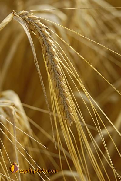 Nom de l'image : D2027571-1 — Description :