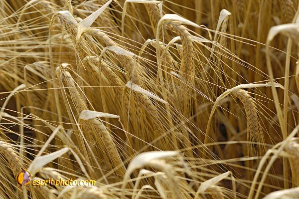 Nom de l'image : D2027606-1 — Description :