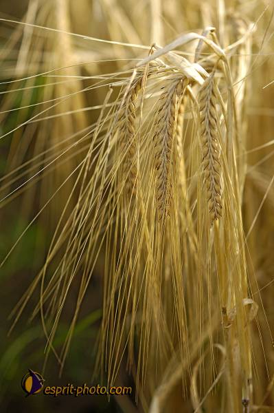 Nom de l'image : D2027609-1 — Description :