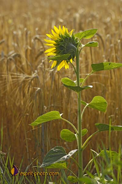 Nom de l'image : D2027676-1 — Description :