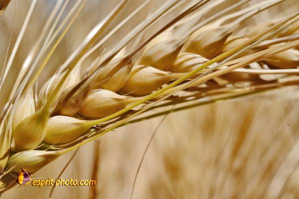 Nom de l'image : D30014319_1 — Description :