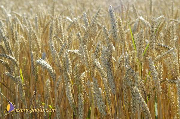 Nom de l'image : EG-Nat-908 — Description :