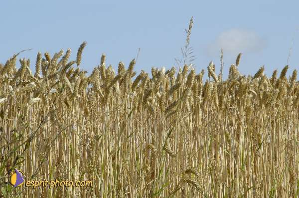 Nom de l'image : EG-Nat-916 — Description :