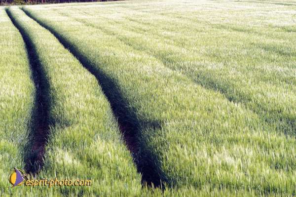 Nom de l'image : D1133260-nef-01 — Description :