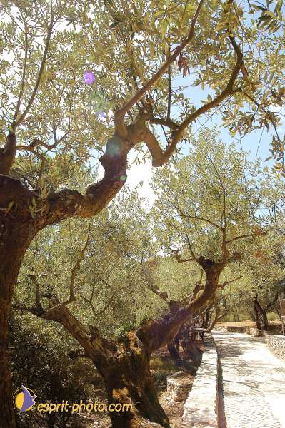 Nom de l'image : D1161582-01 — Description :  Fatima (Portugal)