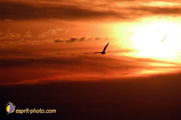 Nom de l'image : D1125456-01 — Description :