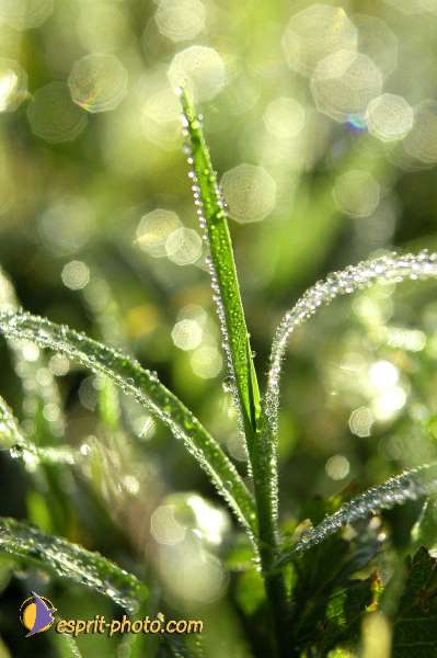 Nom de l'image : Nat-1139-01 — Description :