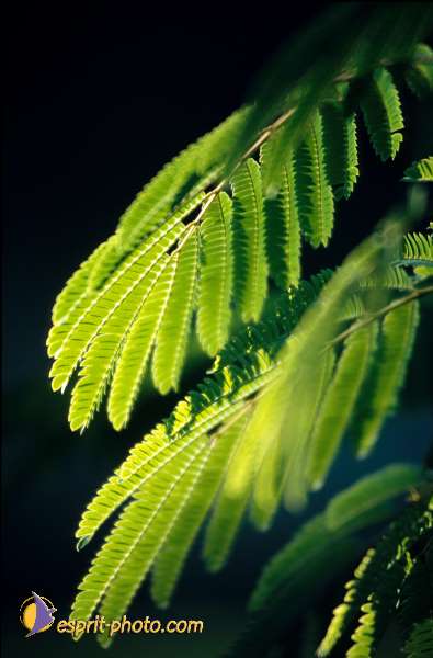 Nom de l'image : EG-Nat-712 — Description :