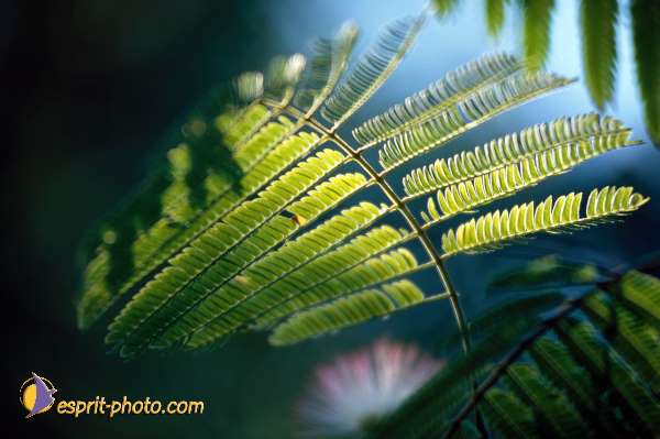 Nom de l'image : EG-Nat-719 — Description :