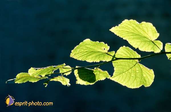 Nom de l'image : EG-Nat-720 — Description :