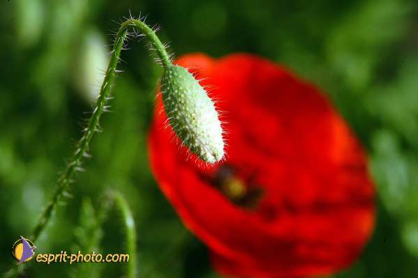 Nom de l'image : D1035194 — Description :  Abbaye du Canon - Aurons (Bouche de Rhône)