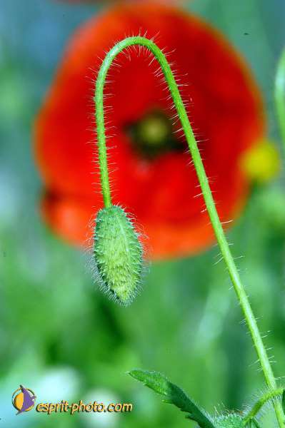 Nom de l'image : D1035202 — Description :  Abbaye du Canon - Aurons (Bouche de Rhône)