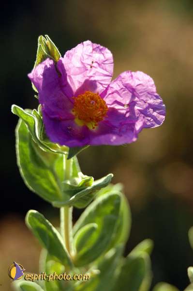 Nom de l'image : D1035456 — Description :  Abbaye du Canon - Aurons (Bouche de Rhône)