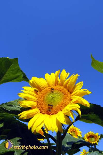Nom de l'image : D1049102-01 — Description :  ND de l'Île Bouchard & ND de Pontmain (reportage pour la Vie)