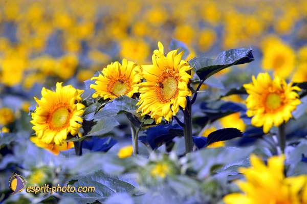 Nom de l'image : D1049119-01 — Description :  ND de l'Île Bouchard & ND de Pontmain (reportage pour la Vie)