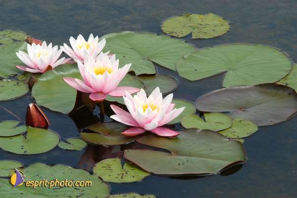 Nom de l'image : E00000327-01 — Description :