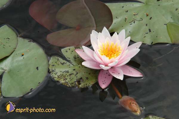 Nom de l'image : E00000331-01 — Description :