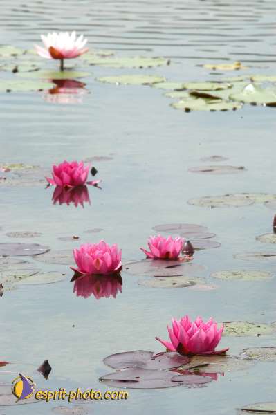 Nom de l'image : E00000346-01 — Description :