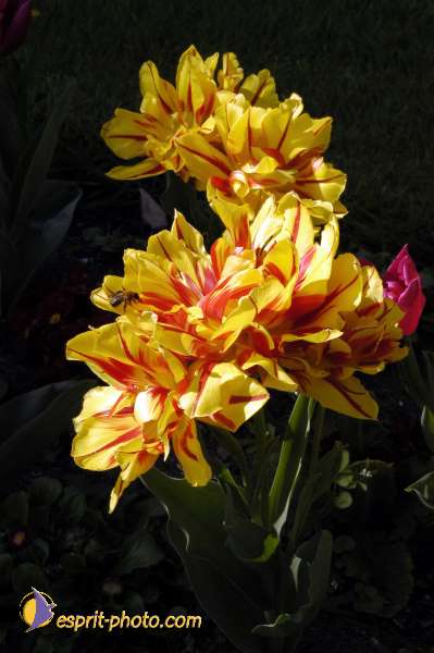 Nom de l'image : EG-Nat-141 — Description :