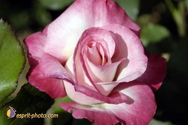 Nom de l'image : EG-Nat-369 — Description :