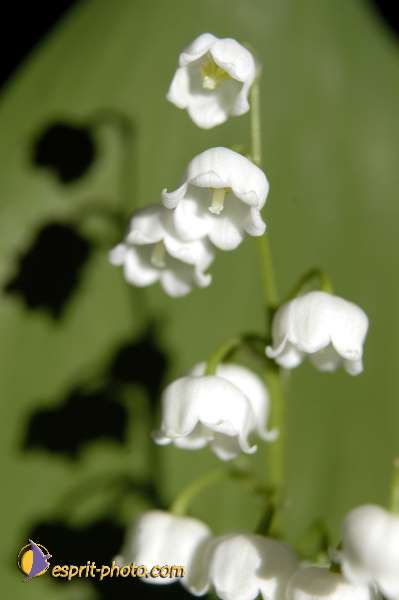 Nom de l'image : EG-Nat-393 — Description :